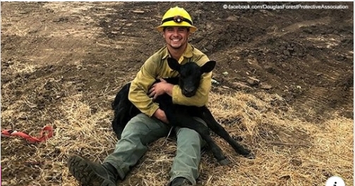 Feuerwehrmann rettet ein Kalb im Kampf gegen das Feuer: Sie haben zusammen ein Foto gemacht